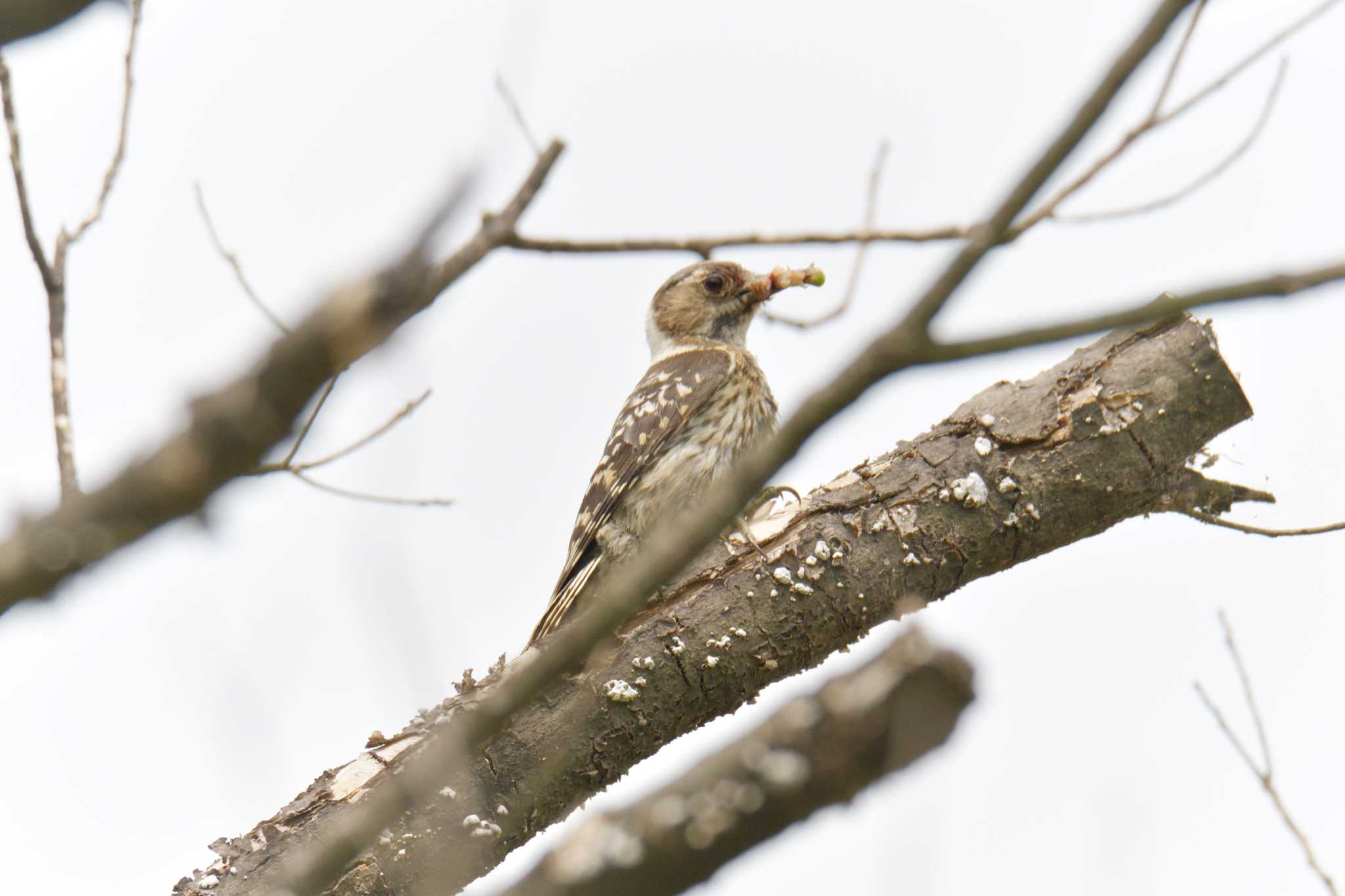 Japanese Pygmy Woodpecker