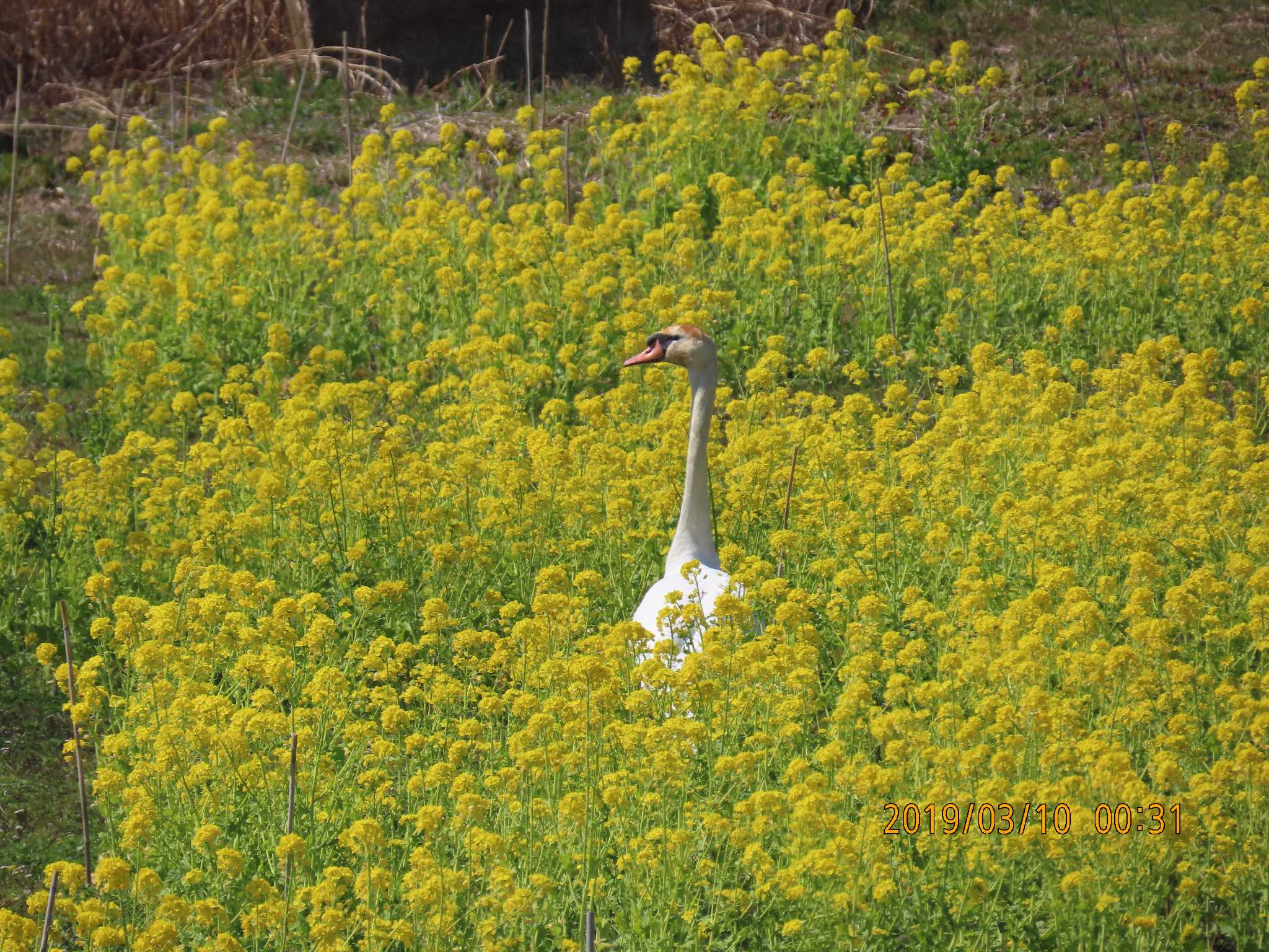 手賀沼公園 コブハクチョウの写真 by ハルハル