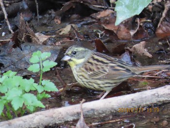 Masked Bunting 21世紀の森と広場(千葉県松戸市) Thu, 1/17/2019