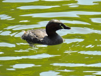 カイツブリ 鎌北湖 2019年5月23日(木)