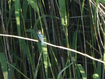 2019年5月26日(日) 奈良山公園の野鳥観察記録