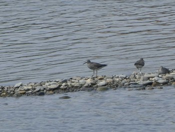 2019年5月26日(日) 多摩川二ヶ領宿河原堰の野鳥観察記録