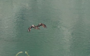 2019年5月26日(日) 早戸川林道の野鳥観察記録