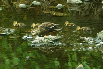 カルガモ 野川 2019年5月20日(月)