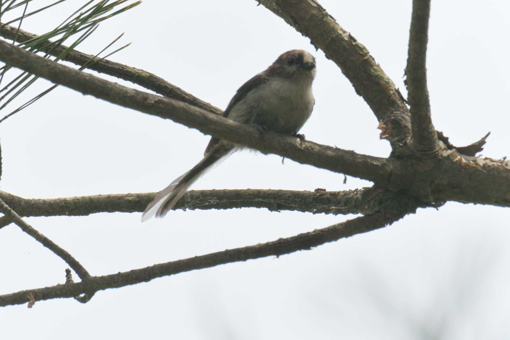 Long-tailed Tit