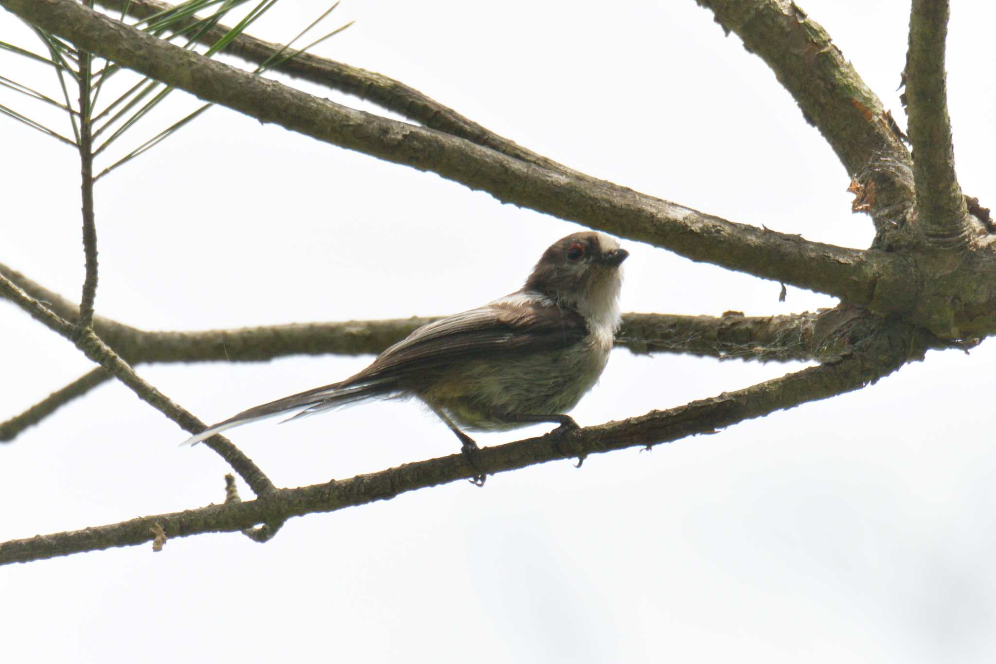 Long-tailed Tit