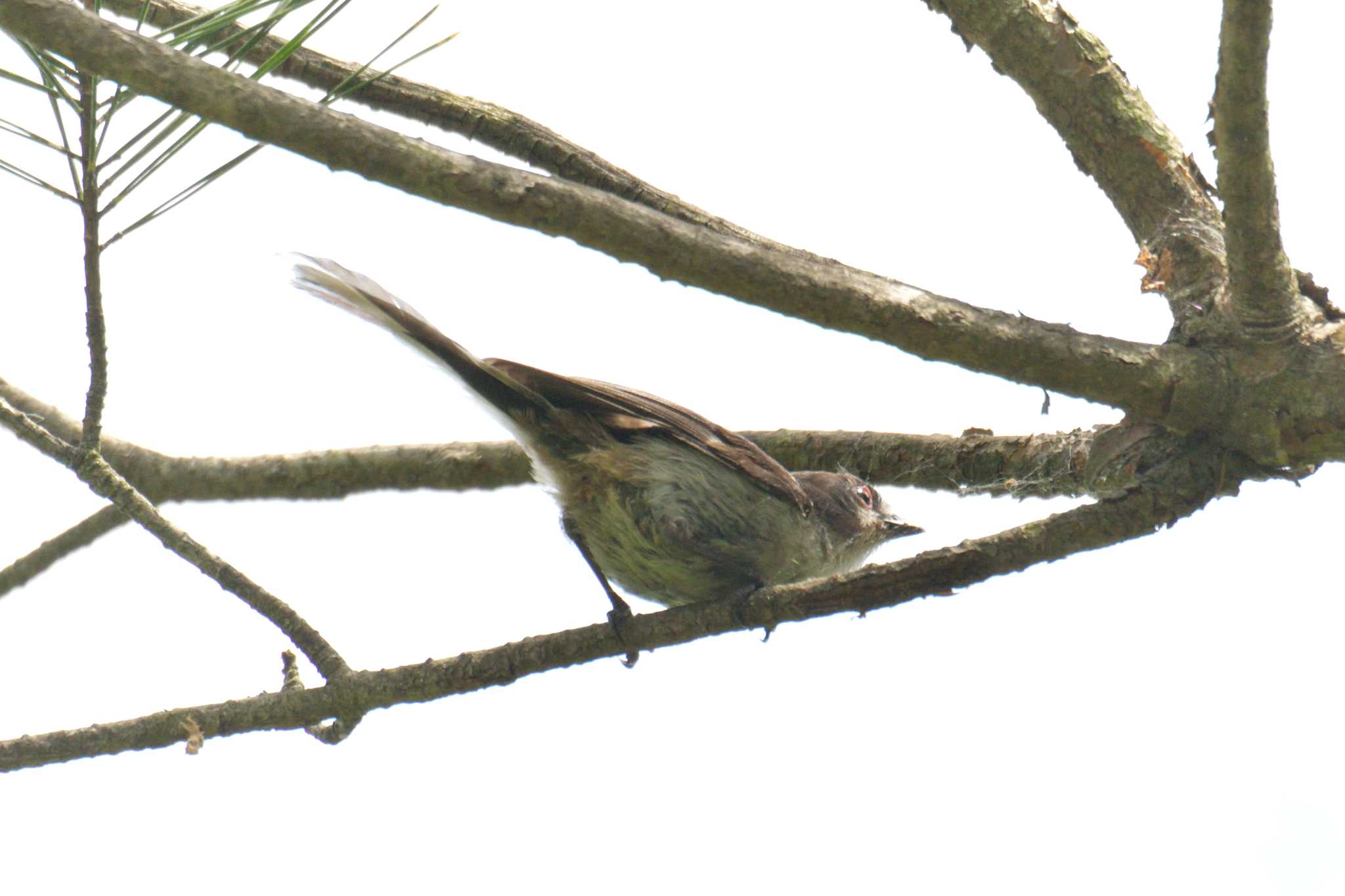 Long-tailed Tit