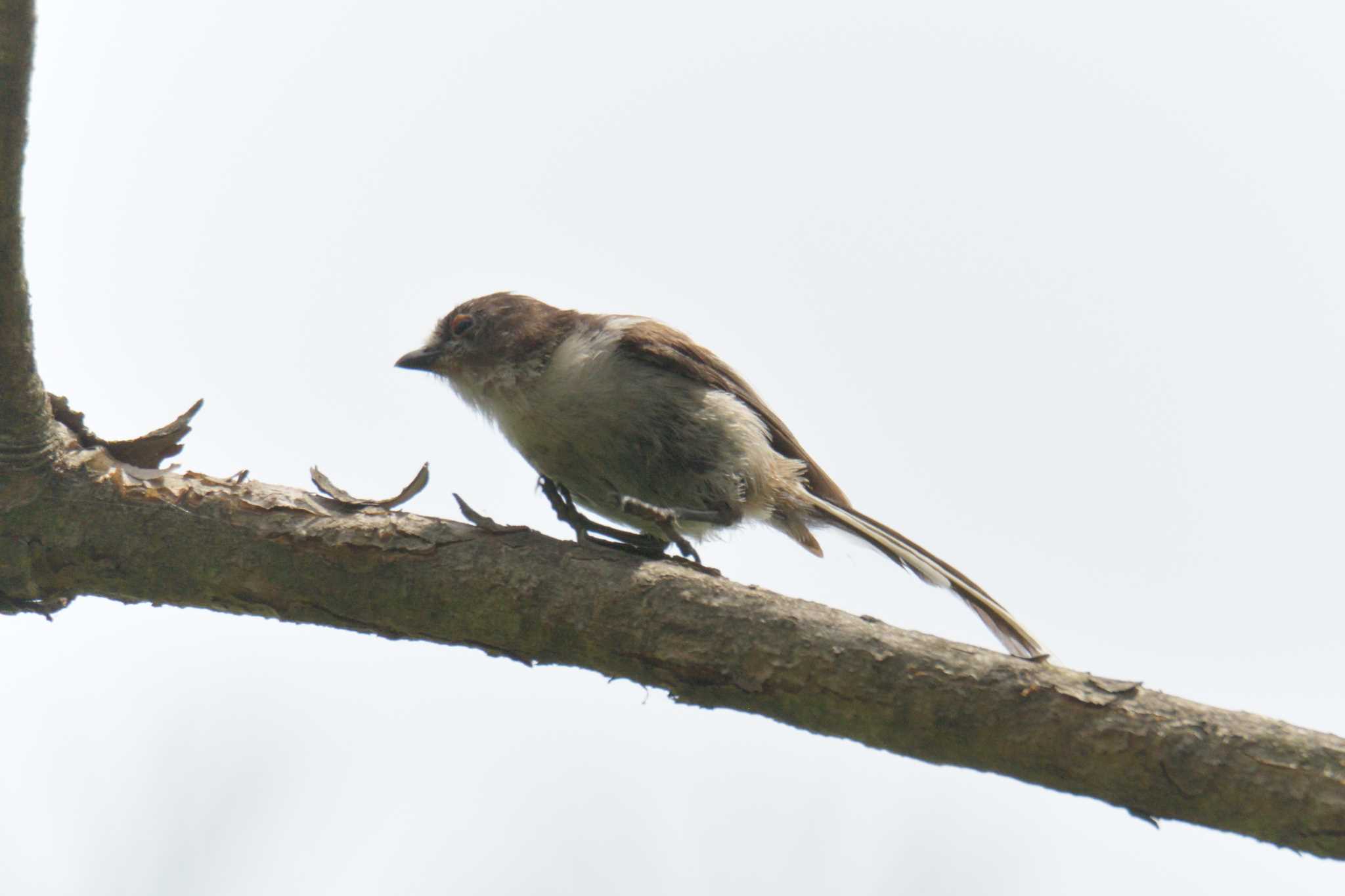 Long-tailed Tit