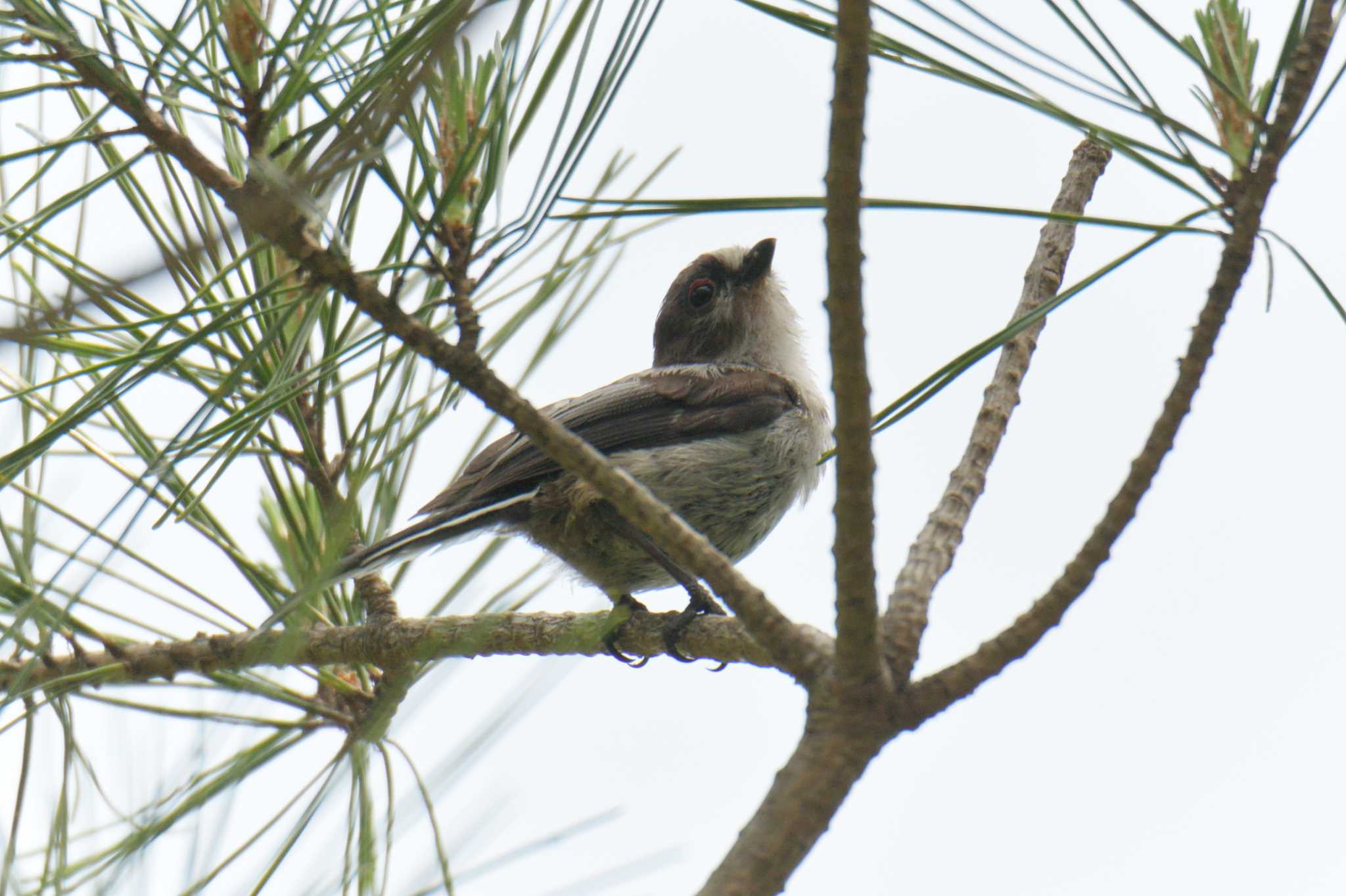 Photo of Long-tailed Tit at Mie-ken Ueno Forest Park by masatsubo