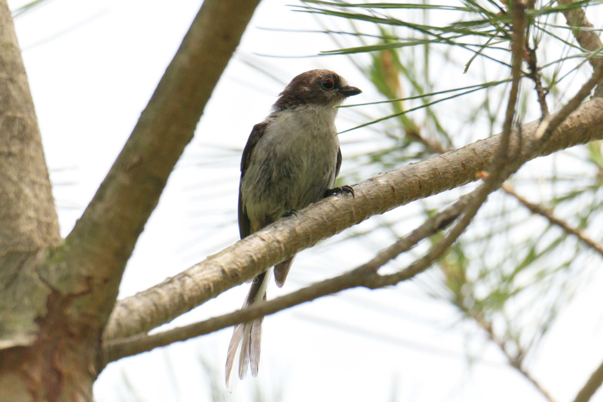 Photo of Long-tailed Tit at Mie-ken Ueno Forest Park by masatsubo