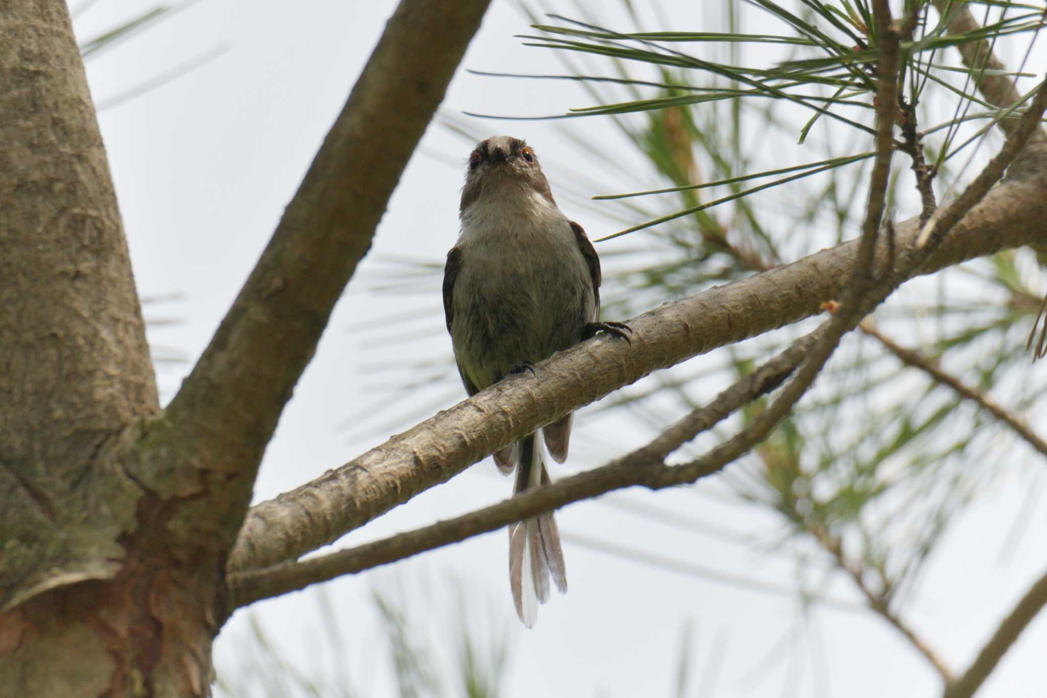 Long-tailed Tit