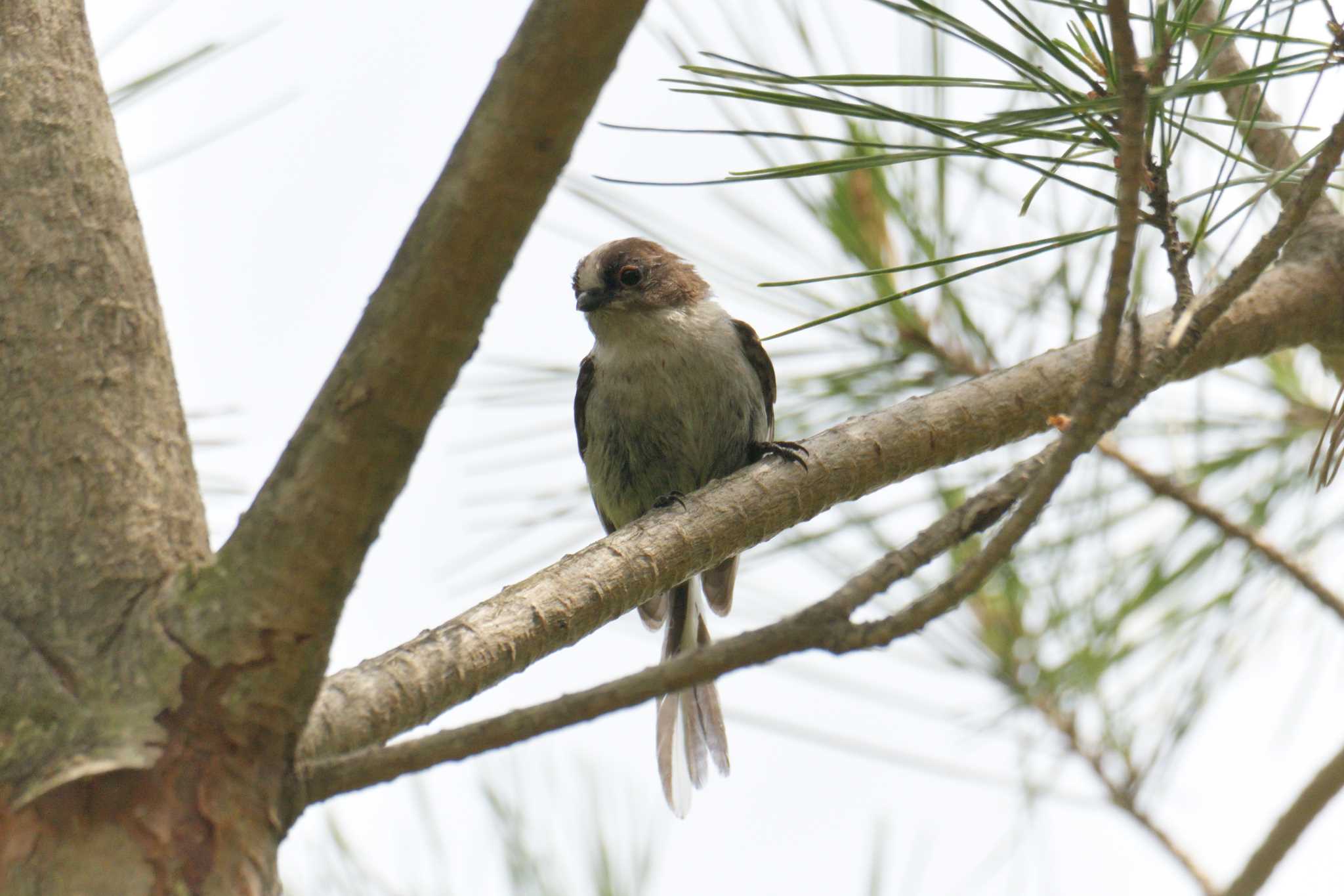 Long-tailed Tit