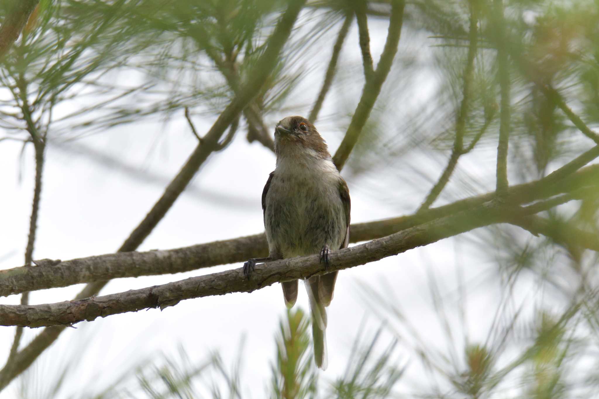 Long-tailed Tit