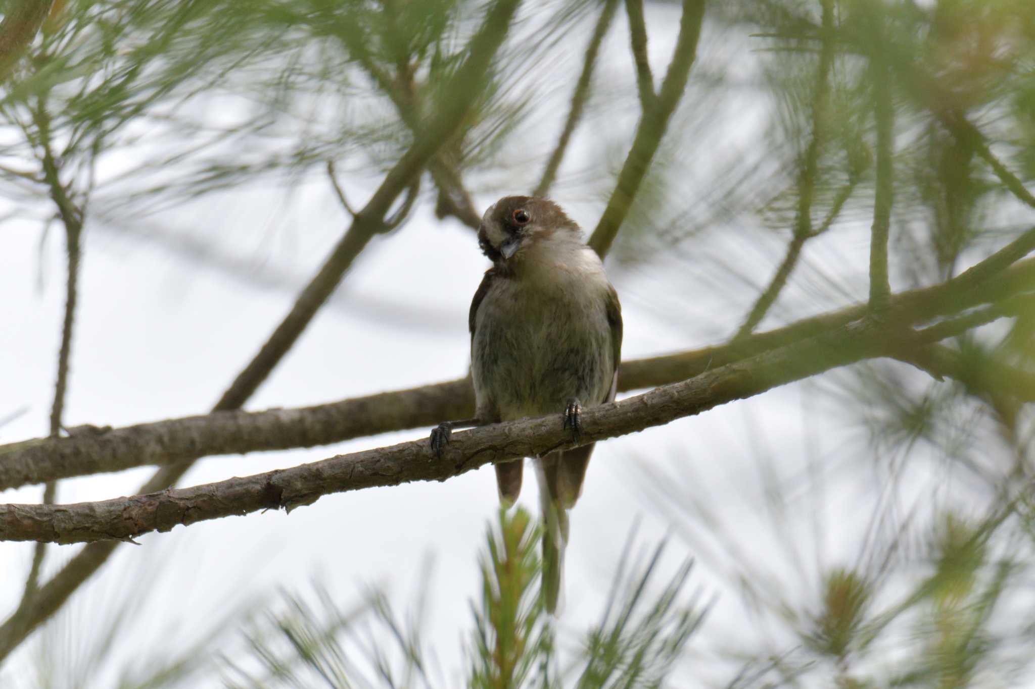 Long-tailed Tit