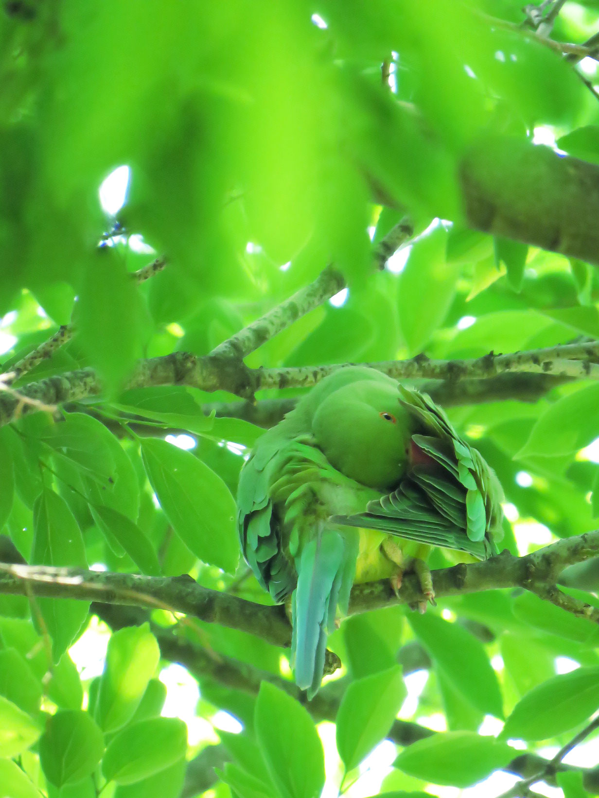 東京都世田谷区 ワカケホンセイインコの写真 by とろろ