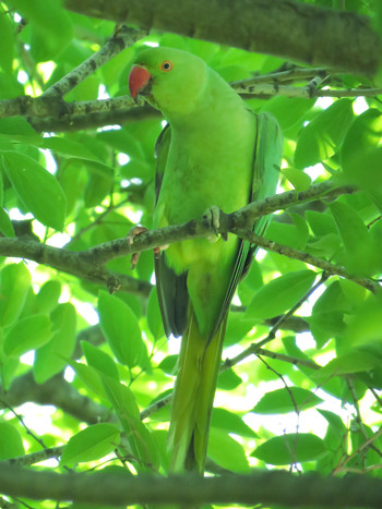 ワカケホンセイインコ 東京都世田谷区 2019年5月26日(日)