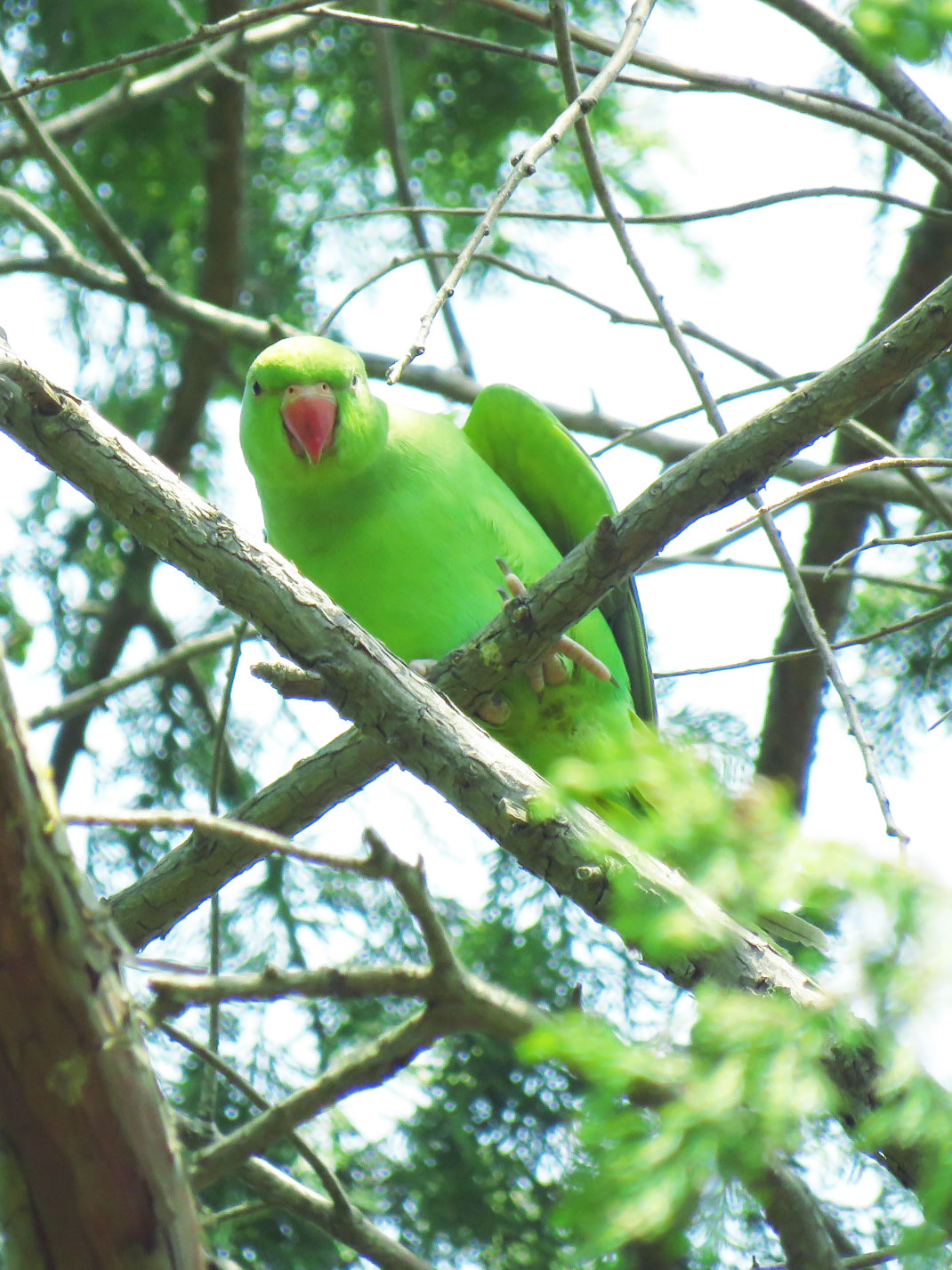 東京都世田谷区 ワカケホンセイインコの写真 by とろろ