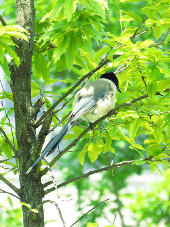 2019年5月26日(日) 東京都世田谷区の野鳥観察記録