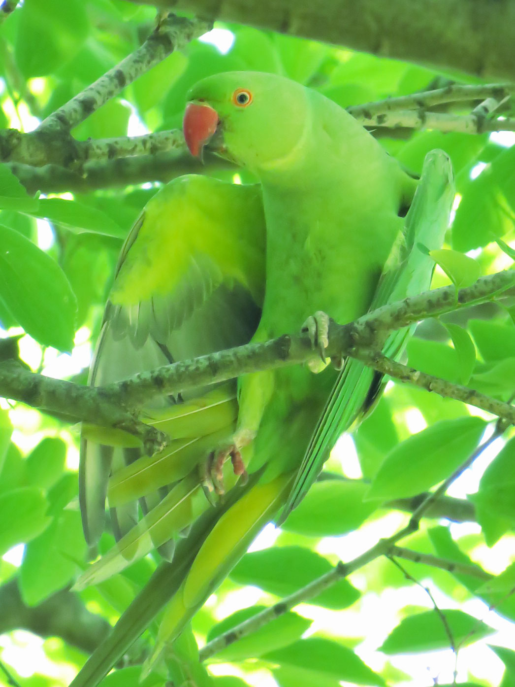 東京都世田谷区 ワカケホンセイインコの写真 by とろろ