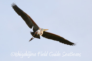 Purple Heron Ishigaki Island Sun, 5/26/2019