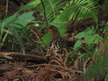 2019年5月26日(日) 小根山森林公園の野鳥観察記録