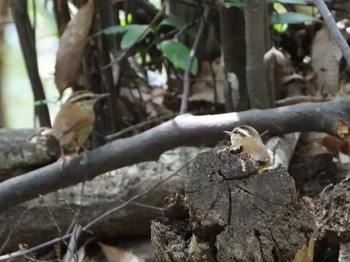 ヤブサメ 海上の森 2019年5月26日(日)