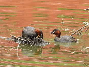 Little Grebe Unknown Spots Sun, 5/26/2019