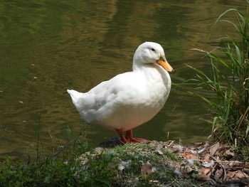 Domestic duck 定光寺 Sun, 5/26/2019