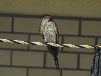 Red-rumped Swallow 定光寺公園 Sun, 5/26/2019