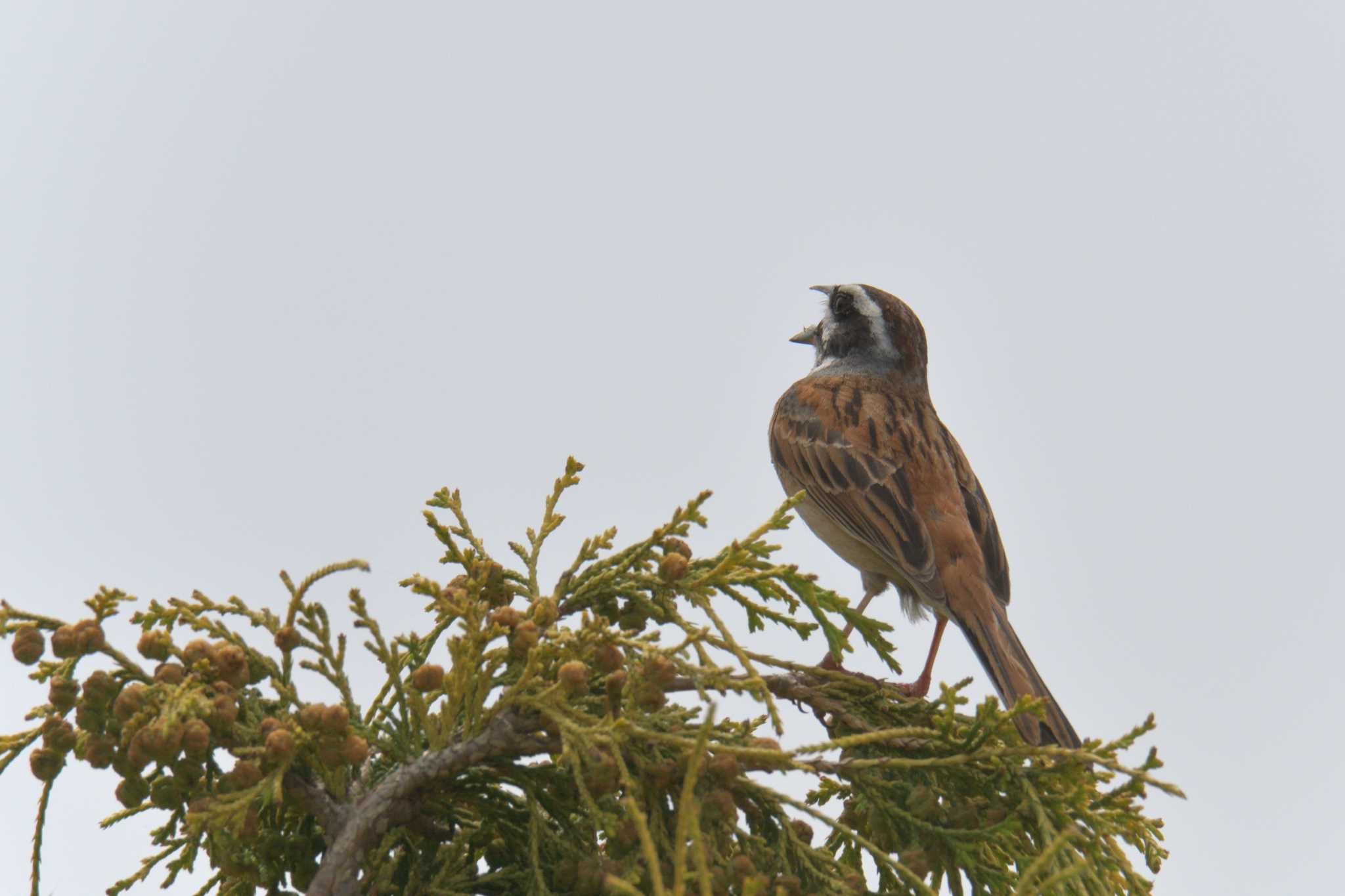 Meadow Bunting