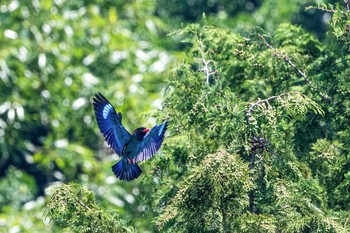 ブッポウソウ 場所が不明 2019年5月26日(日)