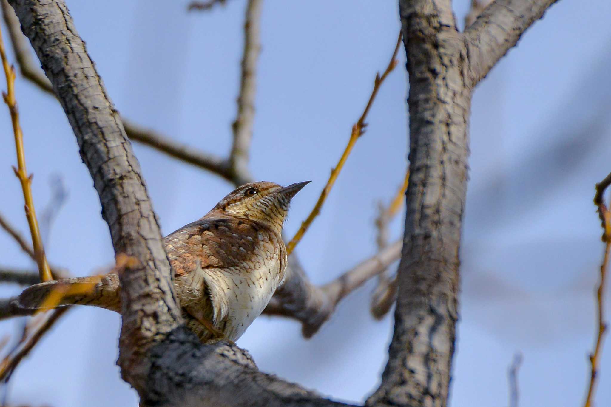 Photo of Eurasian Wryneck at 埼玉県浦和市 by Johnny cool