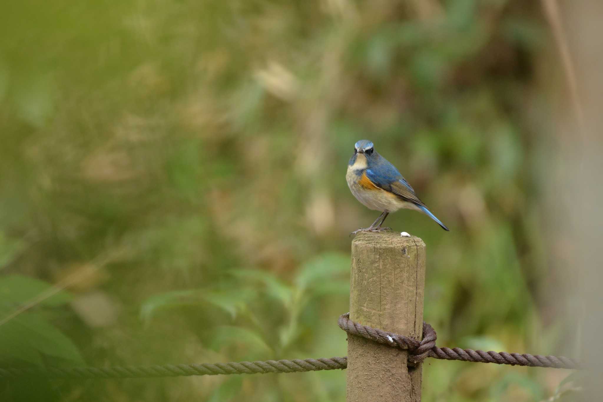 Photo of Red-flanked Bluetail at 21世紀の森と広場(千葉県松戸市) by Johnny cool