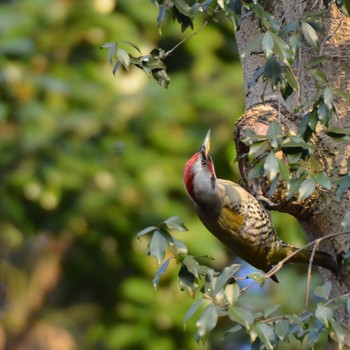 Japanese Green Woodpecker 神奈川県相模原市麻溝 Wed, 1/30/2019