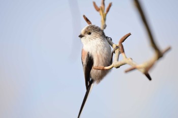 エナガ 千葉県松戸市 2019年2月17日(日)