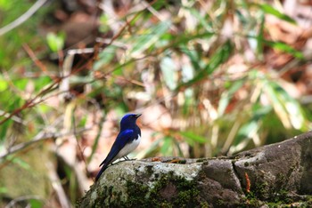 オオルリ 栃木県 2019年5月2日(木)