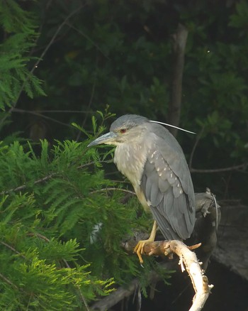 Black-crowned Night Heron 柏市の公園 Fri, 5/24/2019