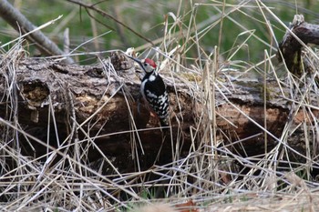 エゾオオアカゲラ 西岡公園(西岡水源地) 2019年4月30日(火)