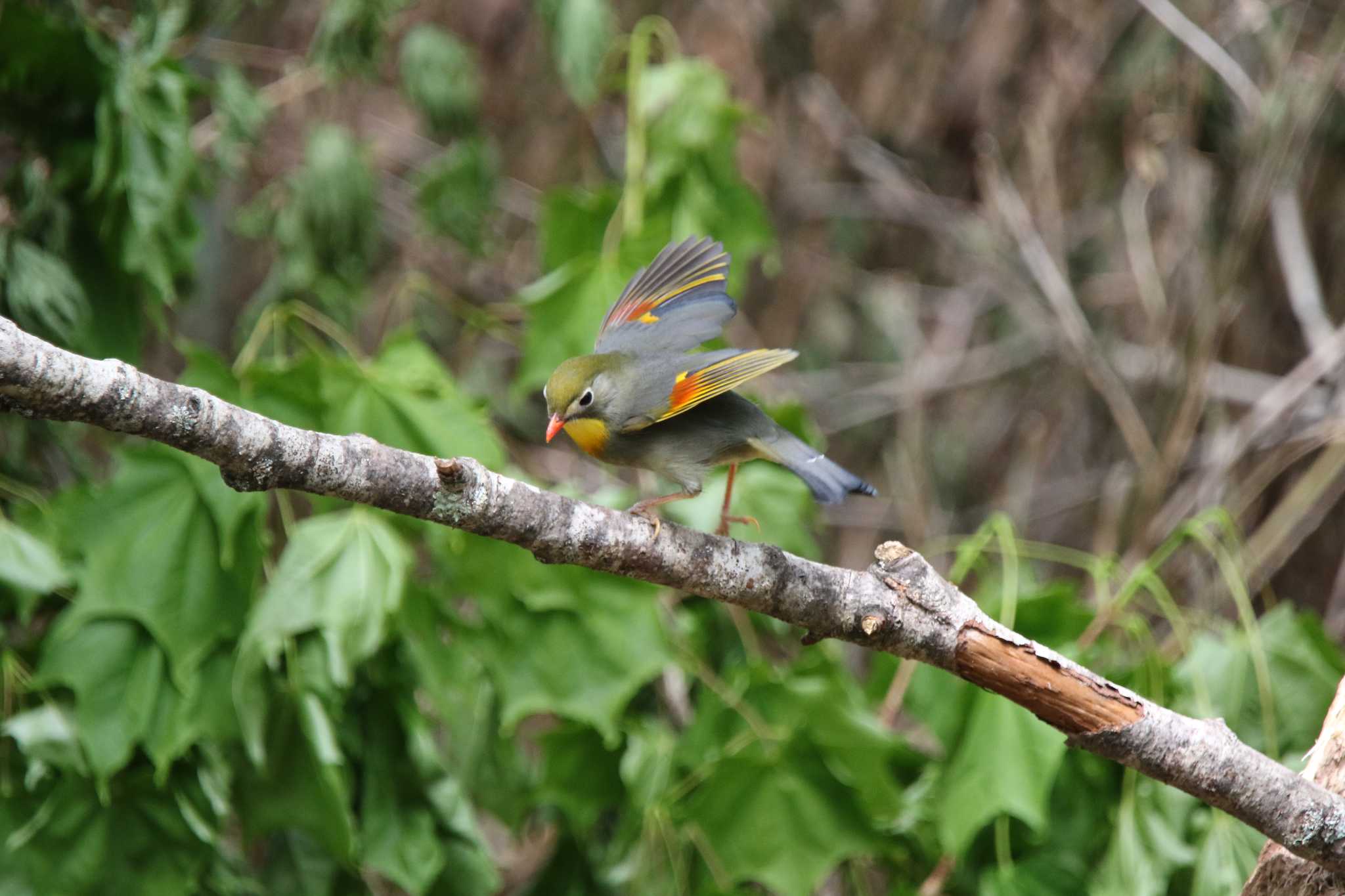 Photo of Red-billed Leiothrix at 山梨県 by 西表山猫