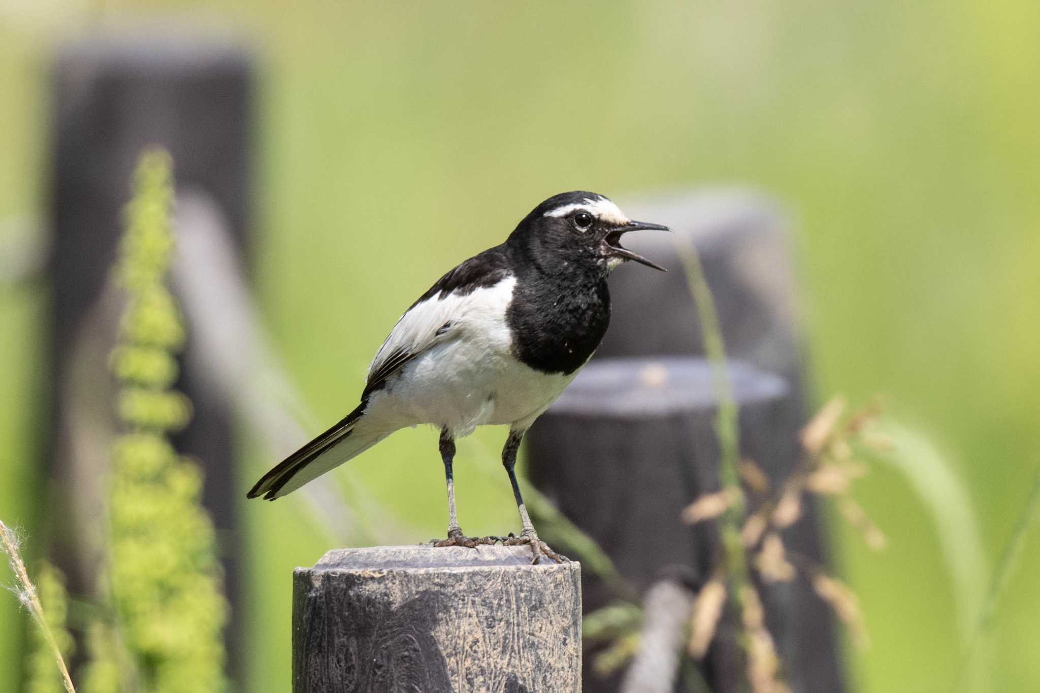 Photo of Japanese Wagtail at 東京 by good!tk