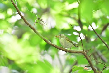 センダイムシクイ 早戸川林道 2019年5月26日(日)