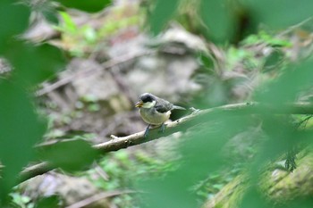 ゴジュウカラ 早戸川林道 2019年5月26日(日)