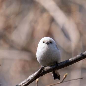 Long-tailed tit(japonicus) 札幌 Thu, 4/18/2019