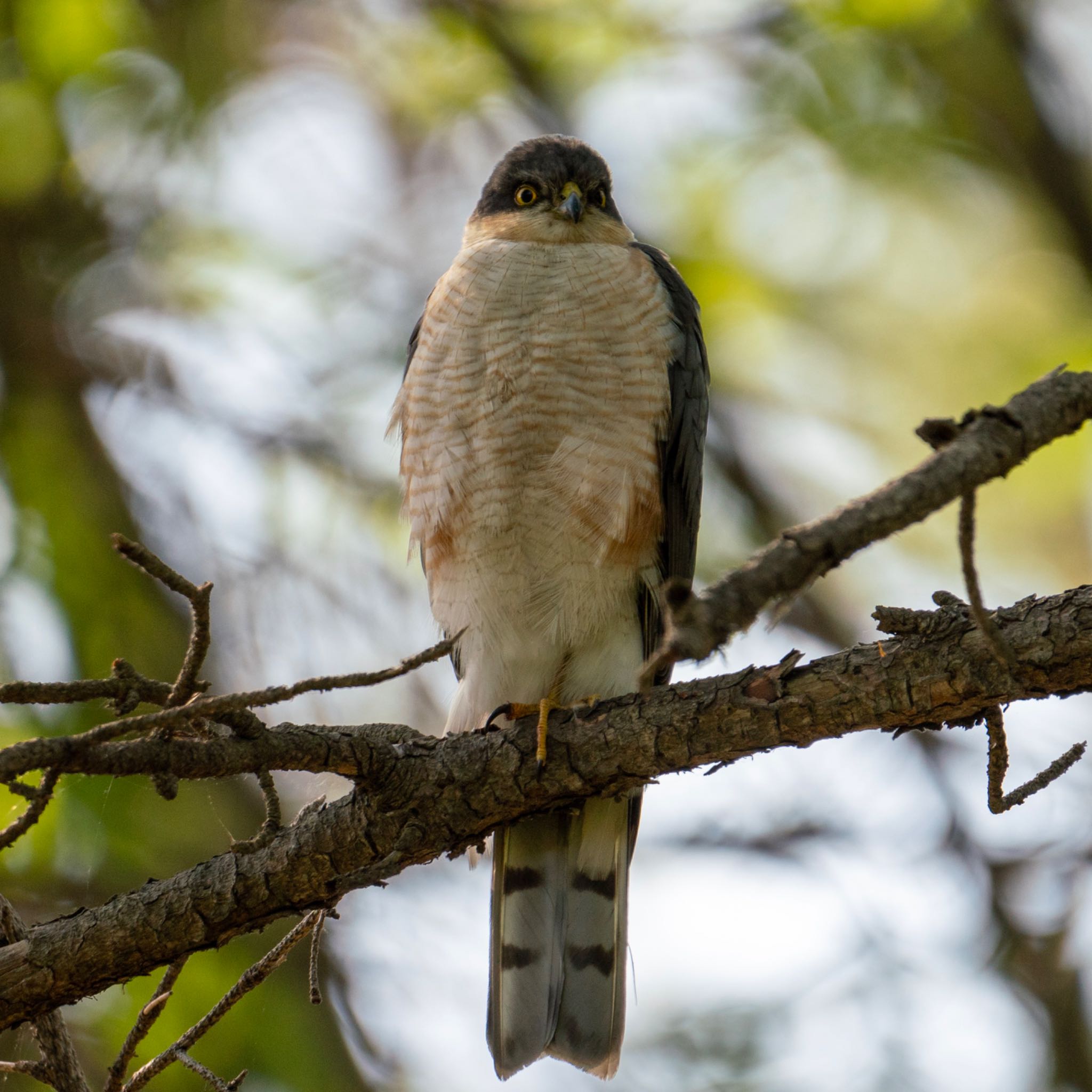 Photo of Eurasian Sparrowhawk at  by Takanori Yoshioka