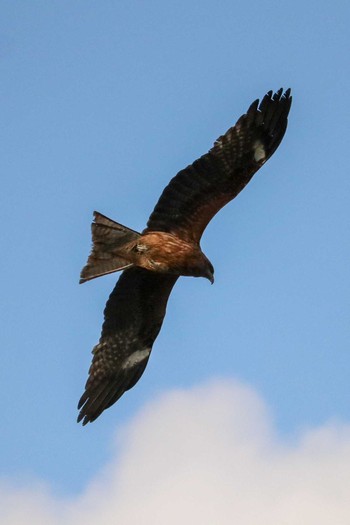 2019年5月19日(日) 館山野鳥の森の野鳥観察記録