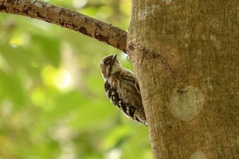 コゲラ 館山野鳥の森 2019年5月19日(日)