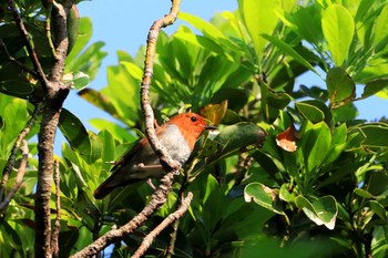 2019年5月26日(日) 大路池の野鳥観察記録