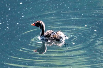 2019年5月27日(月) 三ツ池公園(横浜市鶴見区)の野鳥観察記録