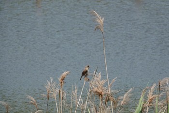 Oriental Reed Warbler Kasai Rinkai Park Mon, 5/27/2019