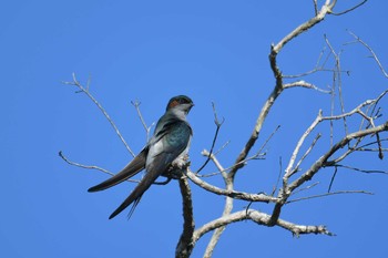 カンムリアマツバメ Koh Phra Thong National Park 2019年2月26日(火)